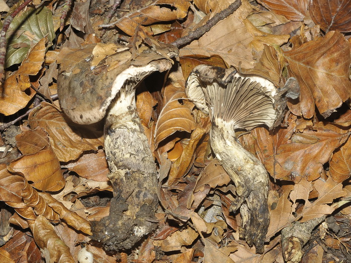 Curiosit� micologica...